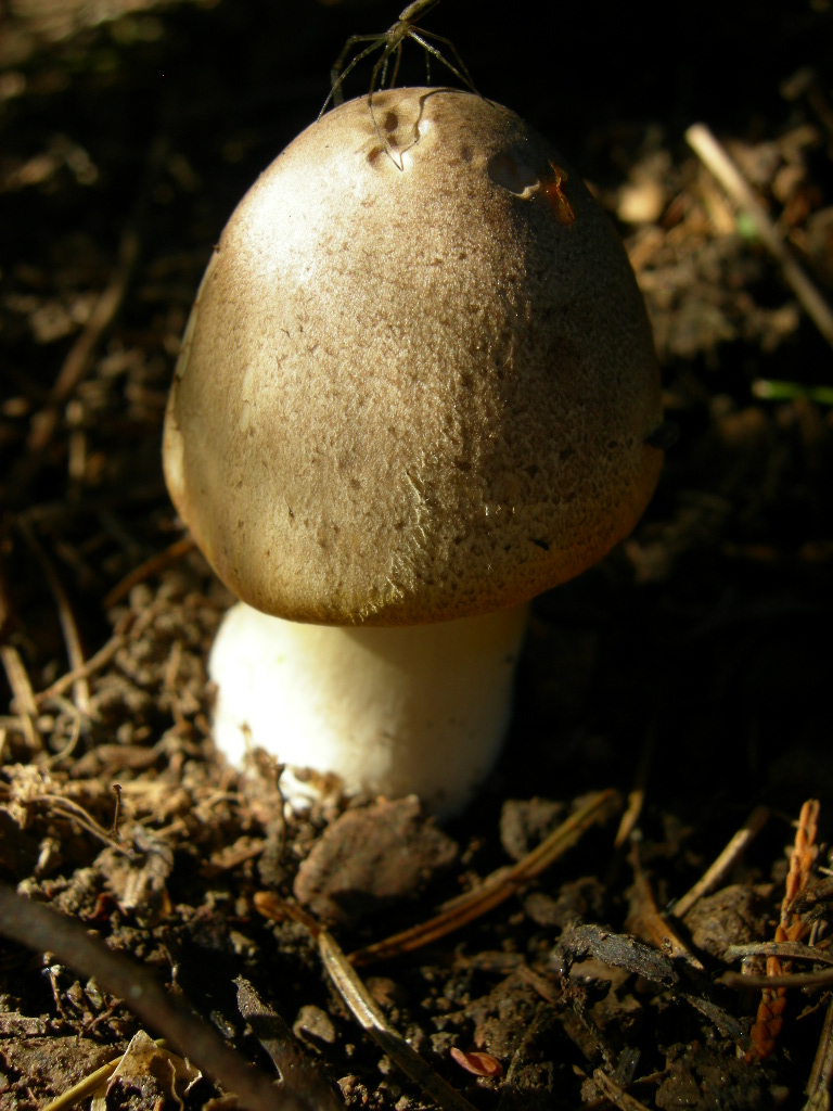 Funghi di casa2